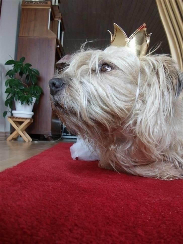 Irish Glen of Imaal Terrier Mille<3 - Min lille Princesse<3 ;* Foto: Mig billede 3
