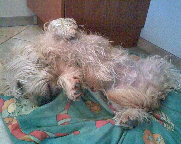 Irish Glen of Imaal Terrier Mille<3 - Åhhh jeg ligger mig lige sådan her Foto: Mig billede 5