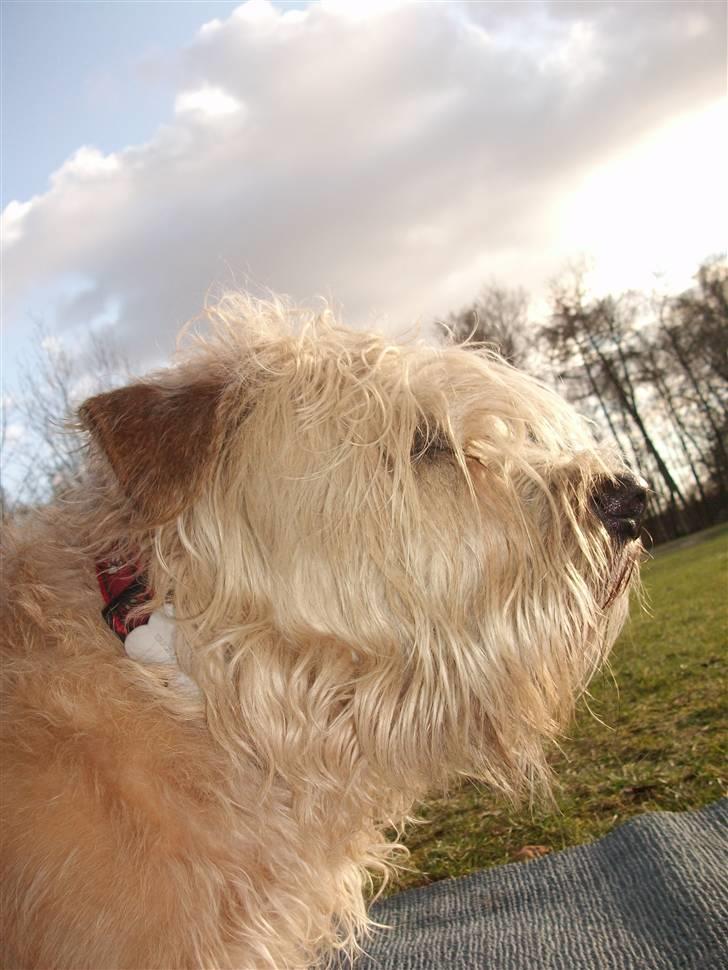 Irish Glen of Imaal Terrier Mille<3 - Fordi Mille passer perfekt ind i mit liv. ;* <3 Foto: Mig billede 7