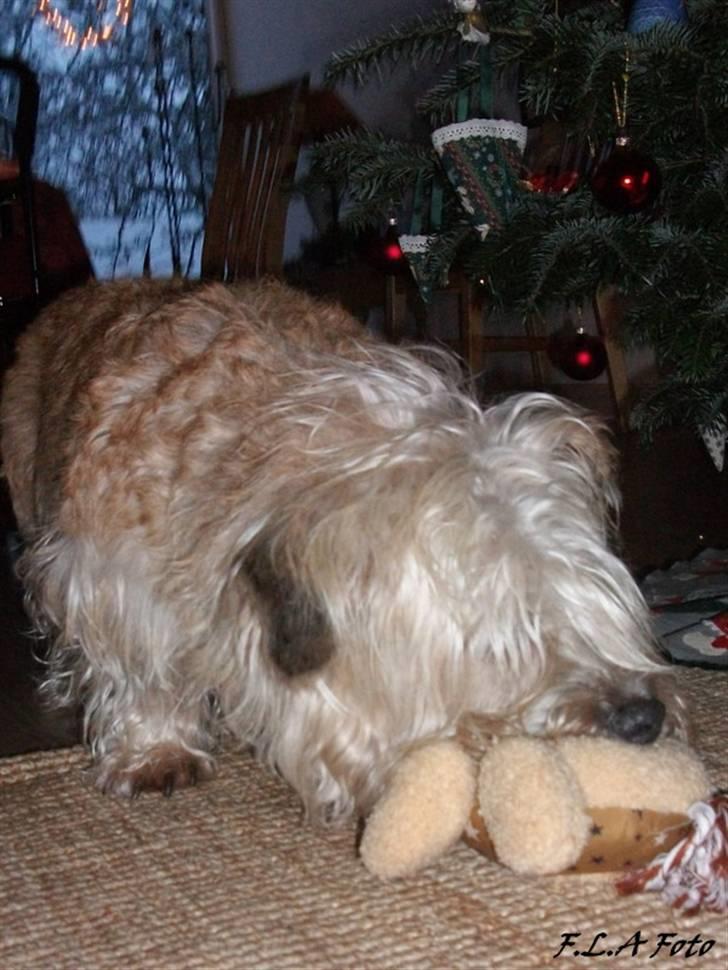 Irish Glen of Imaal Terrier Mille<3 - Når er der ingen der vil lege med min nye legetøj? Foto: Mig billede 8