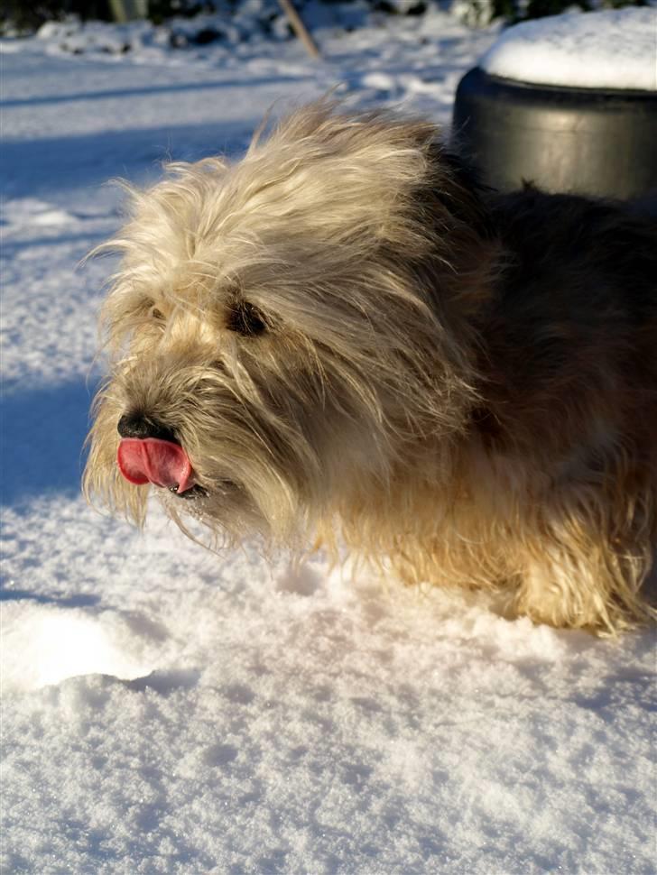 Irish Glen of Imaal Terrier Mille<3 - Den farlig hund. <3 Foto: Mig billede 10