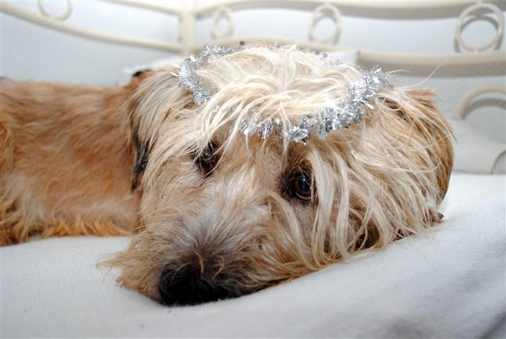 Irish Glen of Imaal Terrier Mille<3 - The Angel she is everthing. <3 ; Foto: Mig billede 11