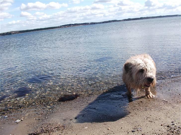 Irish Glen of Imaal Terrier Mille<3 - Dejlig strand billede af den skønneste Mille<3´ Foto: Mig billede 12