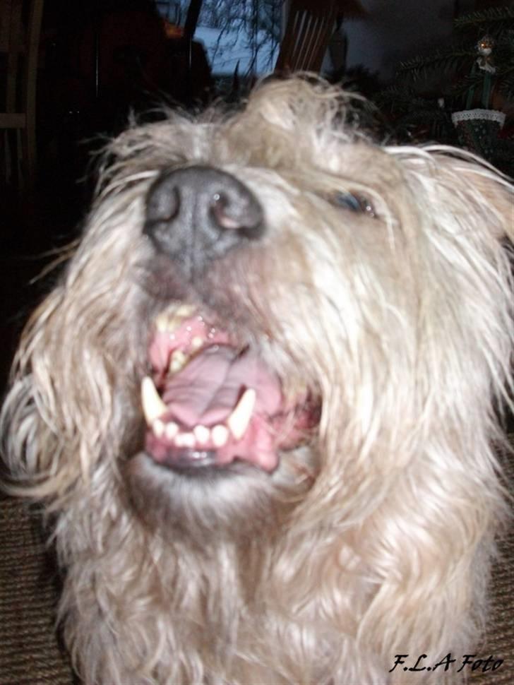 Irish Glen of Imaal Terrier Mille<3 - Jaa se mine tænder jeg er jo løven. Foto: Mig billede 13