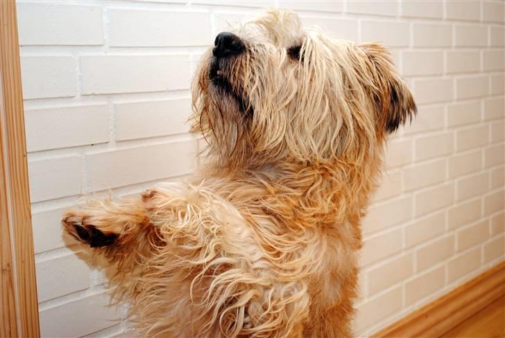 Irish Glen of Imaal Terrier Mille<3 - Den lille kan godt! <3 Foto: Grith TAK! billede 14