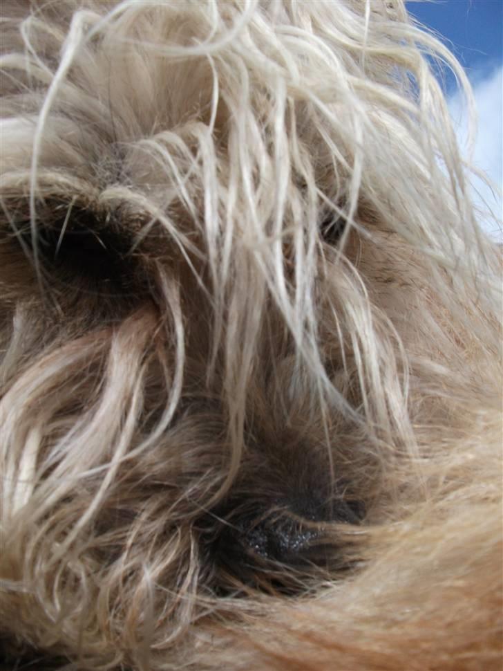 Irish Glen of Imaal Terrier Mille<3 - NYT! Mille klør sig, Se hvor hun er dejlig.<3 Foto: Mig billede 15