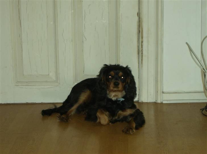 Cavalier king charles spaniel AAdalen´s Hugo - Passer på der ikke kommer nogen ind. billede 9