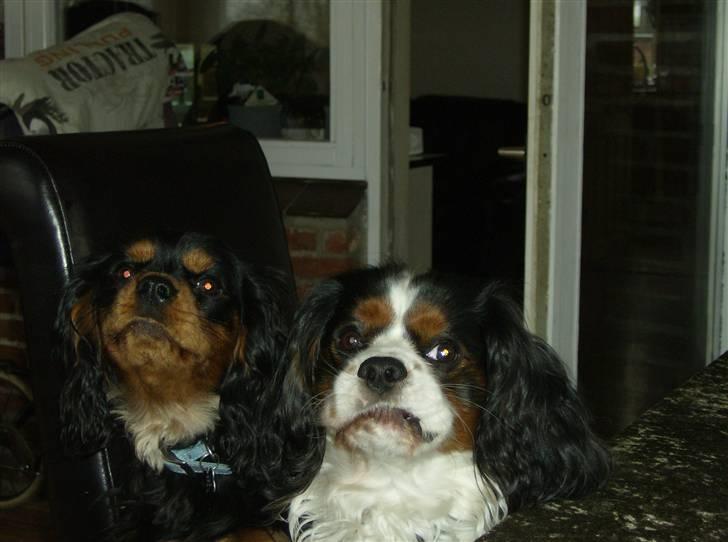Cavalier king charles spaniel AAdalen´s Hugo - God vi ikke er større når vi skal dele stol. billede 10