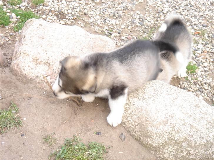 Alaskan malamute Chago billede 1