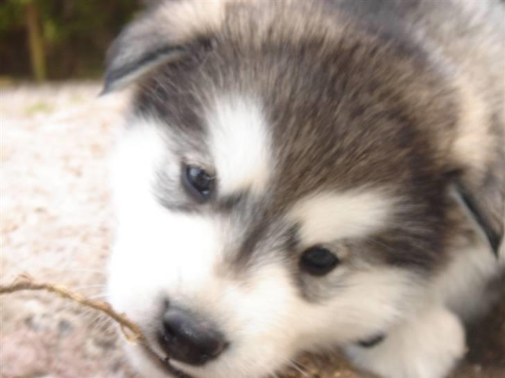 Alaskan malamute Chago billede 2