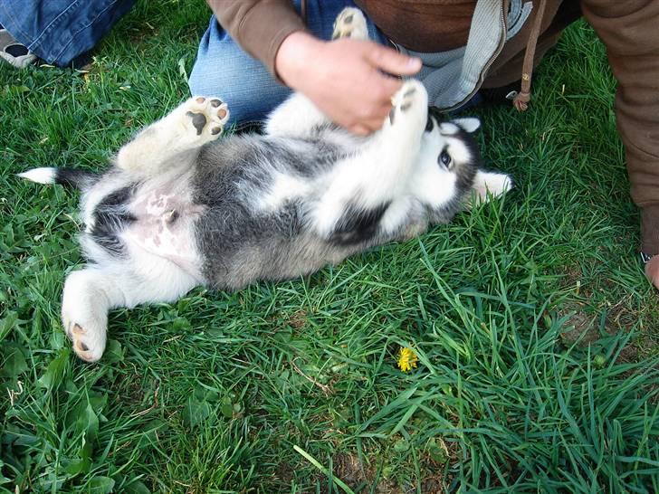Alaskan malamute Chago billede 3