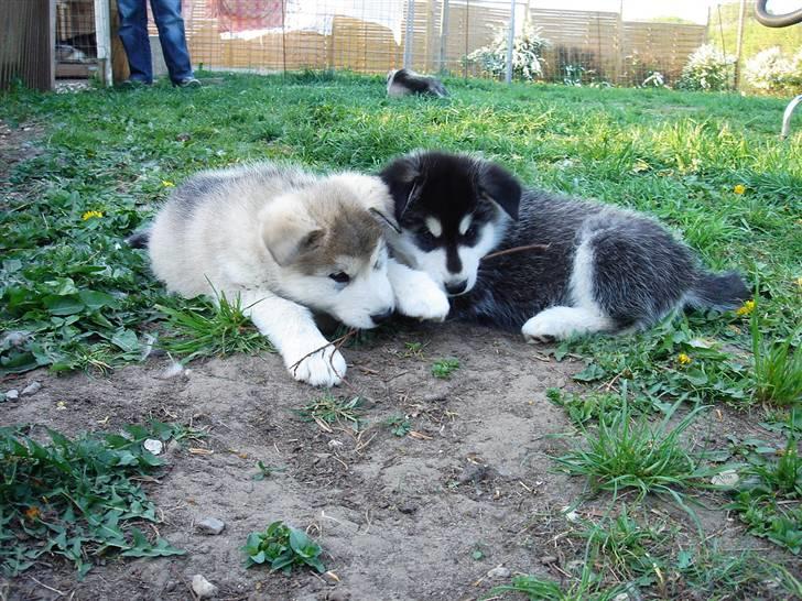 Alaskan malamute Chago billede 4