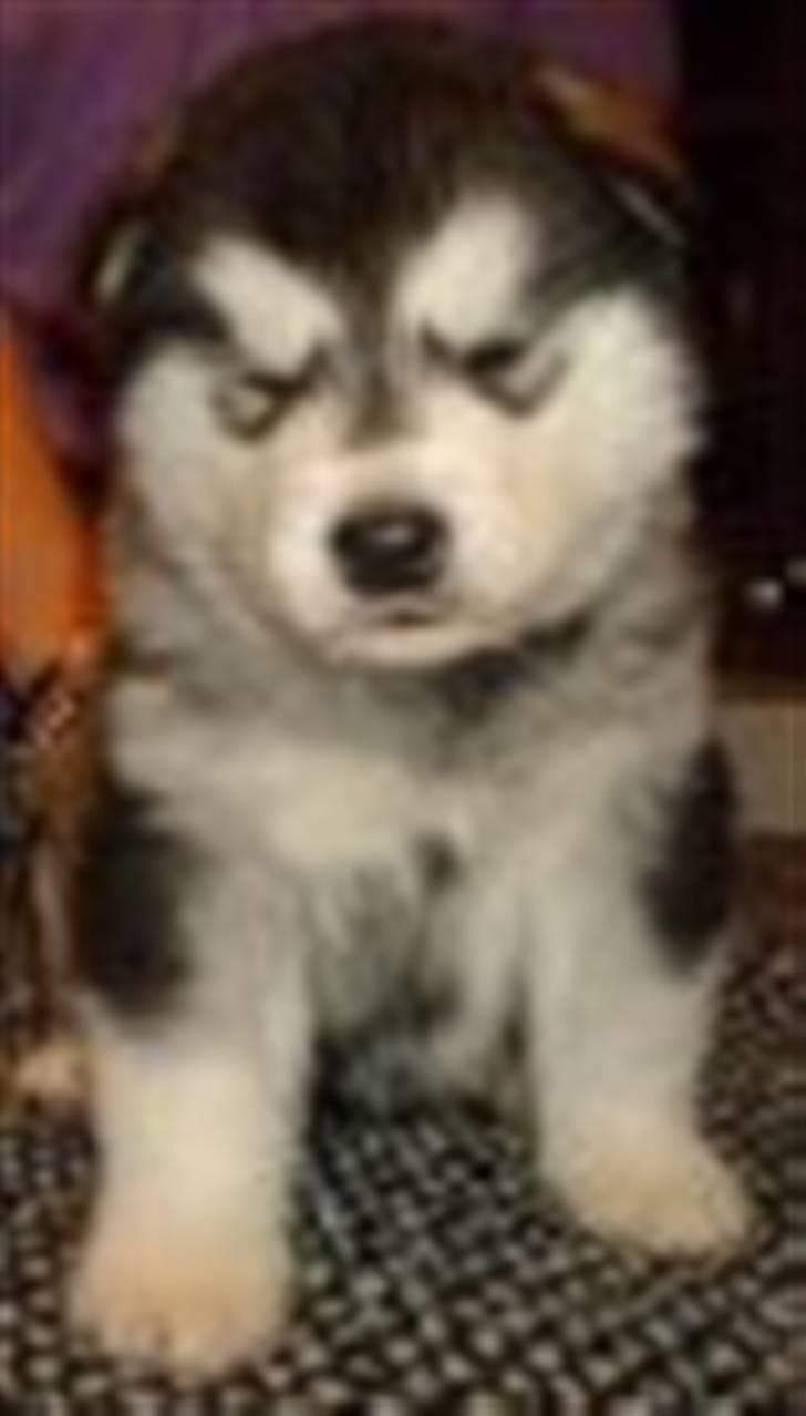 Alaskan malamute Chago billede 5