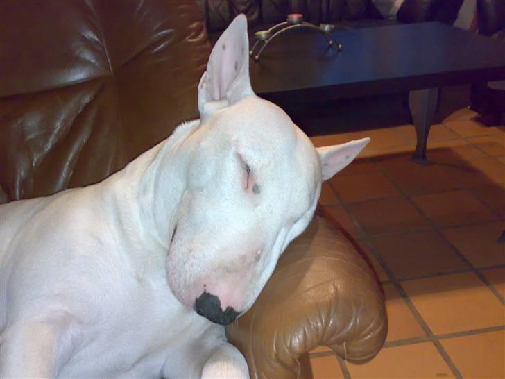 Bullterrier Øivind billede 1