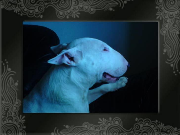 Bullterrier Øivind billede 2