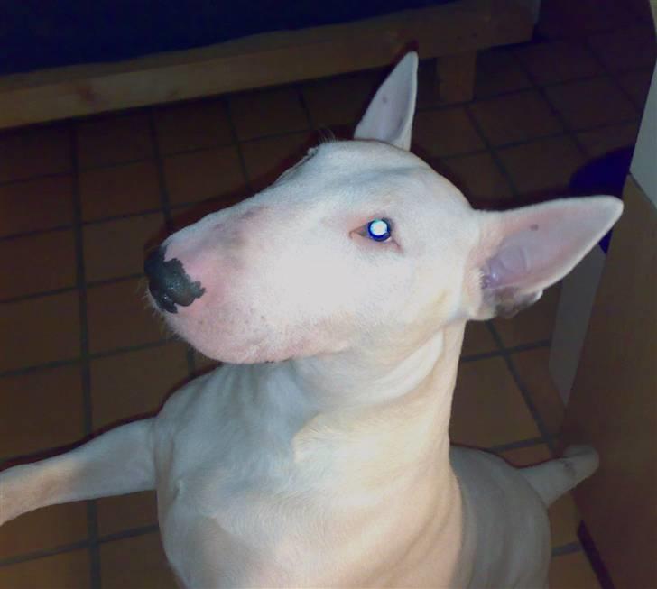 Bullterrier Øivind billede 3
