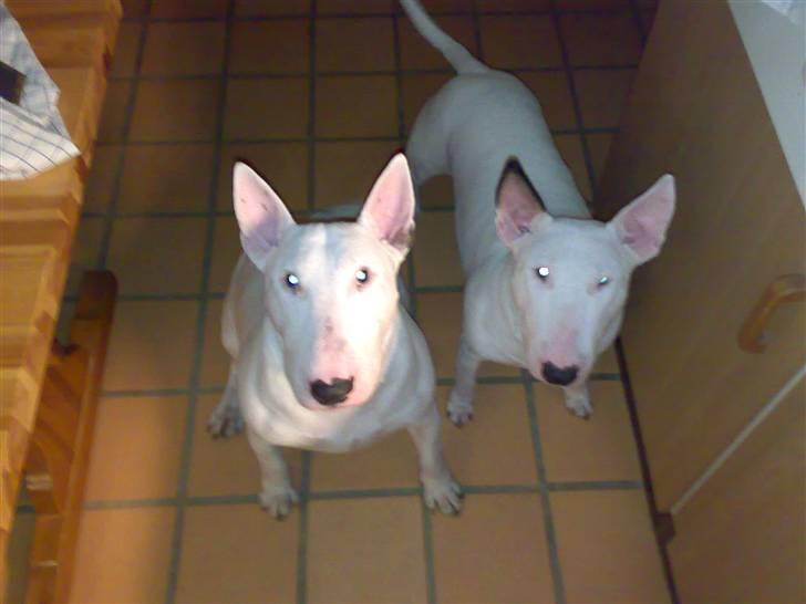 Bullterrier Øivind billede 4