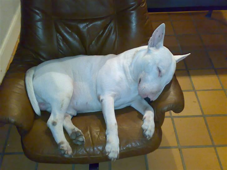 Bullterrier Øivind billede 5