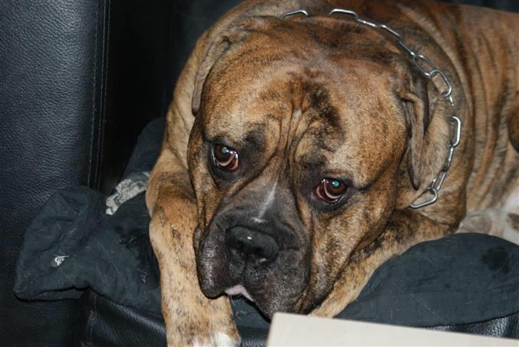 Amerikansk bulldog Jason billede 12