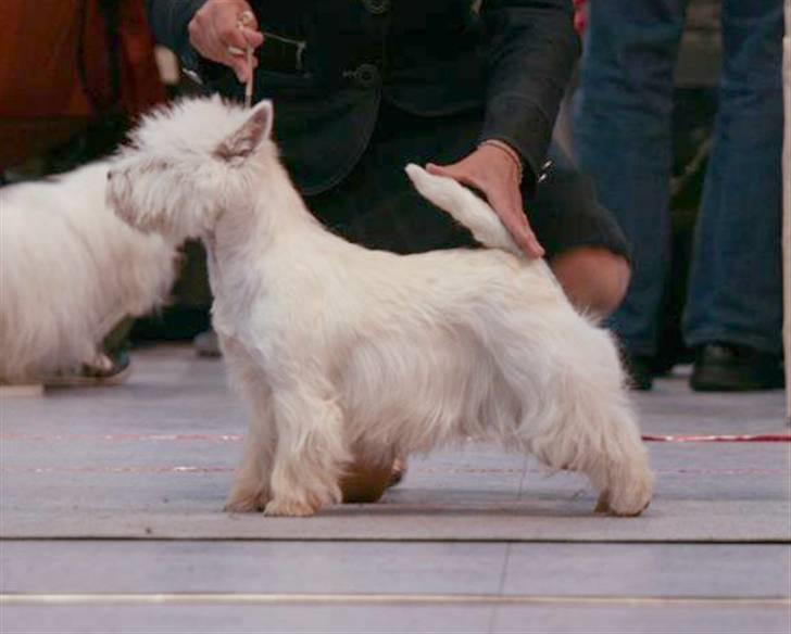 West highland white terrier KIKI - Ålborg 03.05.2009 - exc. 1.pr. 4. vinder i overall billede 20