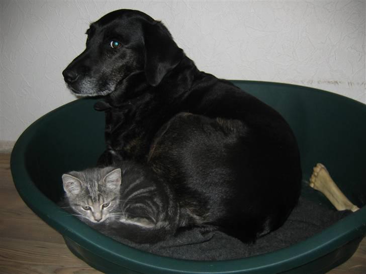 Labrador retriever Plet - katten flytter ind :D billede 1