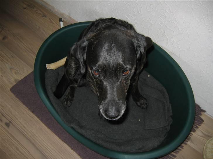 Labrador retriever Plet billede 2