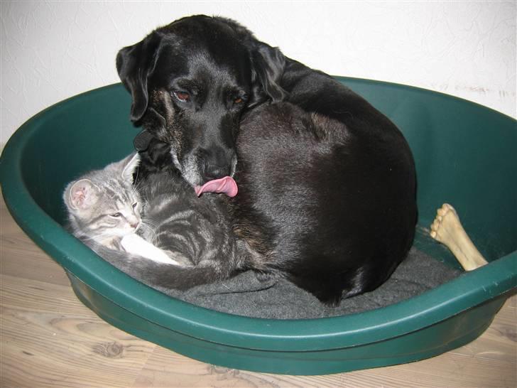 Labrador retriever Plet - kærlig er hun da. billede 3