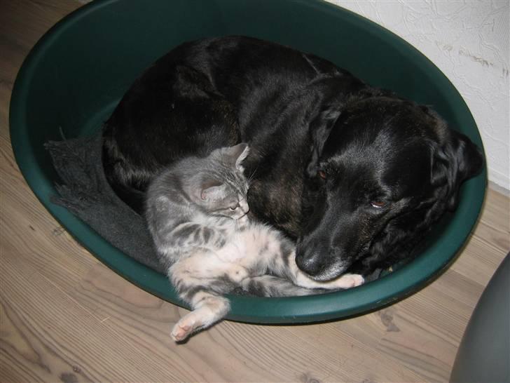 Labrador retriever Plet billede 4