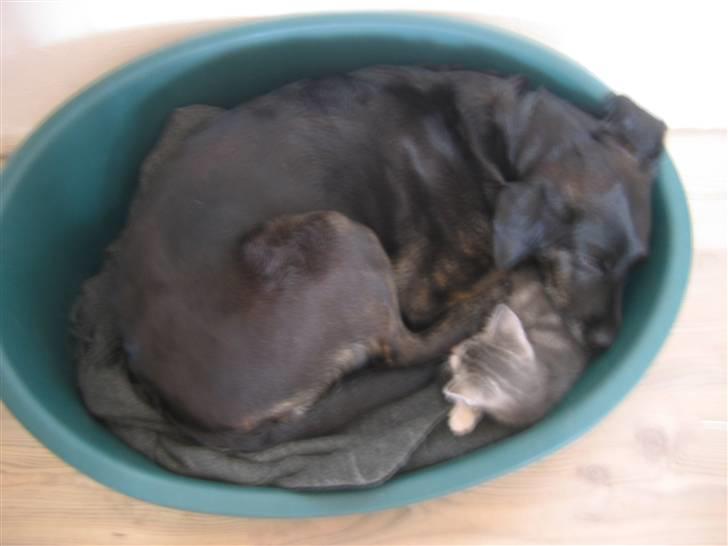 Labrador retriever Plet billede 5