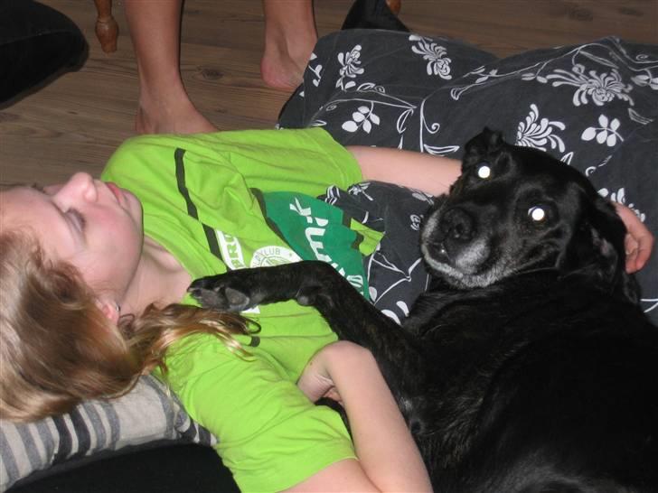 Labrador retriever Plet - ja det er rigtig hygge :b billede 6