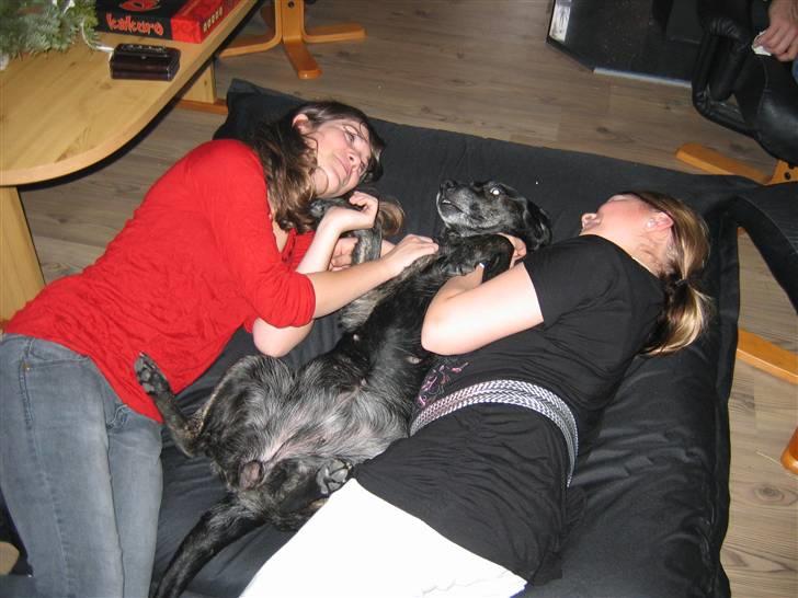 Labrador retriever Plet - mere hygge. billede 7