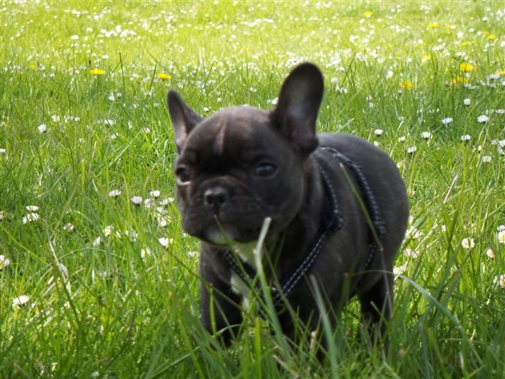 Fransk bulldog Spike Bouledogue Français billede 5