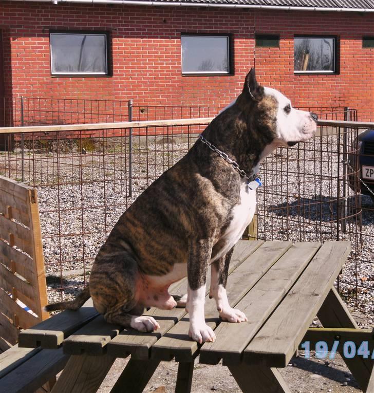 Amerikansk staffordshire terrier Mean  R.I.P - Nyder solen!!! billede 17
