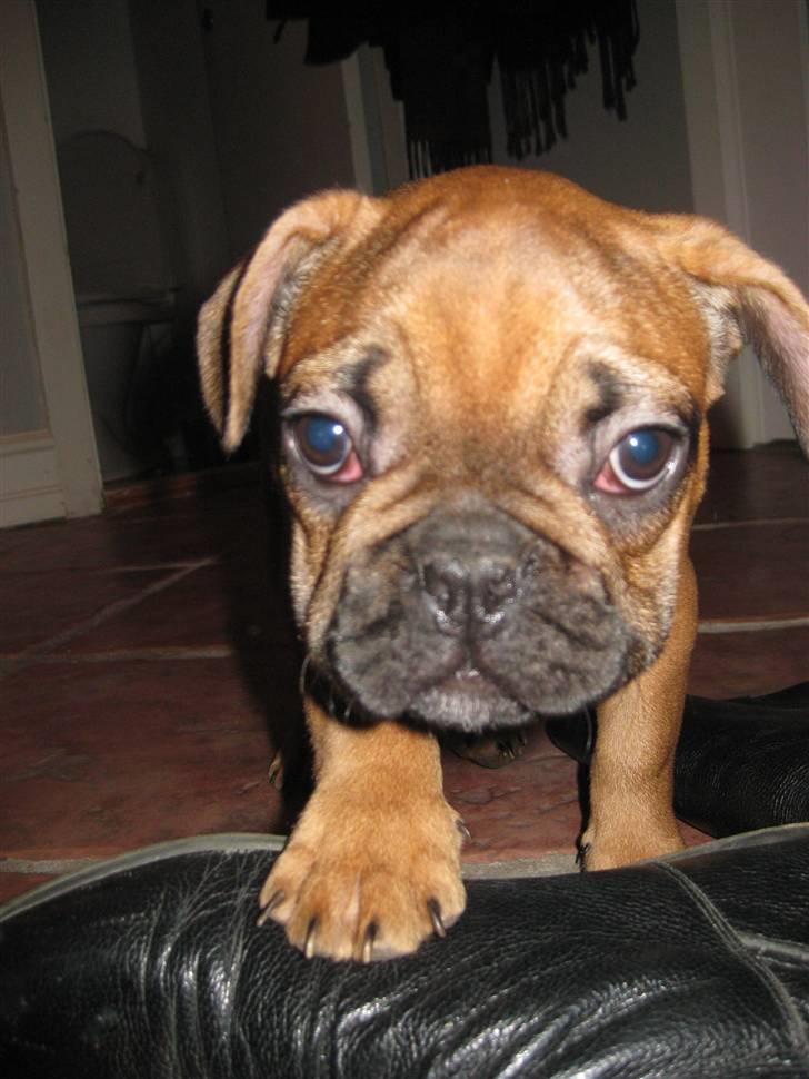 Fransk bulldog Karla - Karla, 14 uger gammel. billede 2