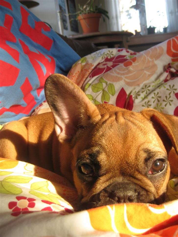 Fransk bulldog Karla billede 3