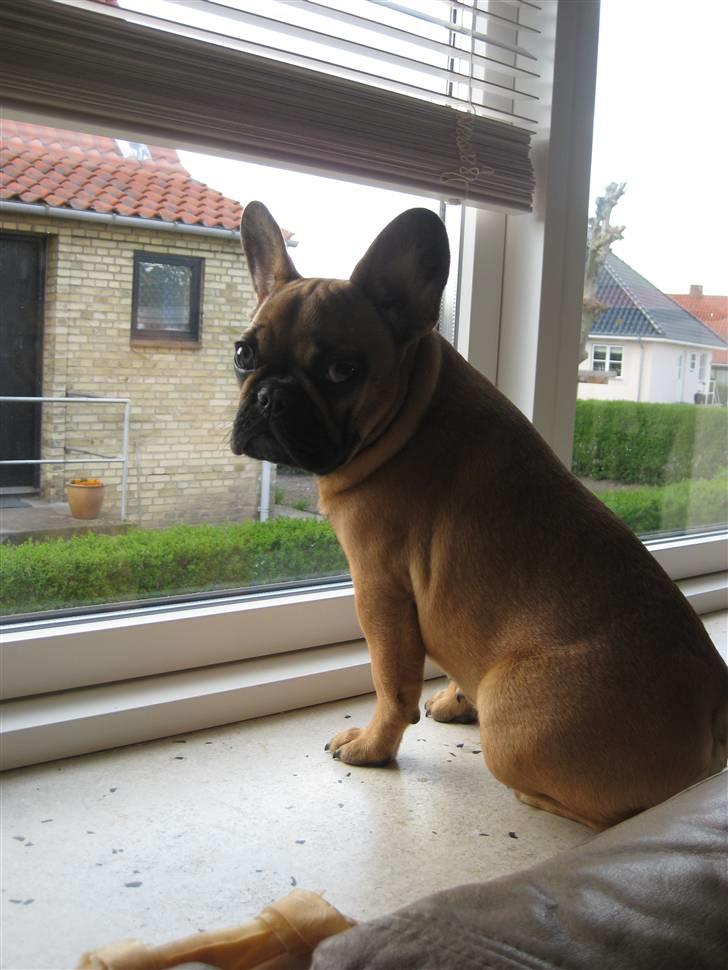 Fransk bulldog Karla billede 4