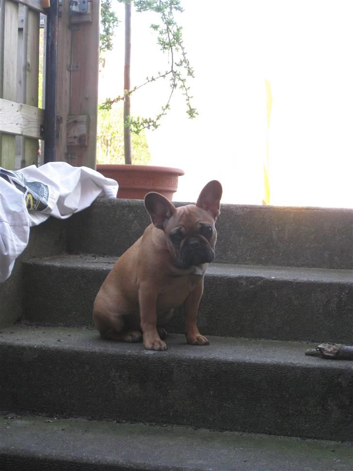 Fransk bulldog Karla billede 5