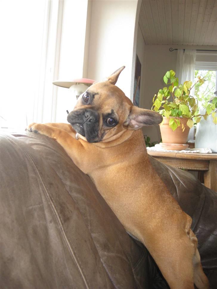Fransk bulldog Karla billede 6