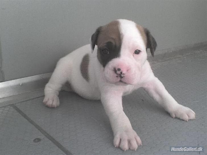 Amerikansk bulldog Ginga Ny stjerne på himlen<3 billede 4