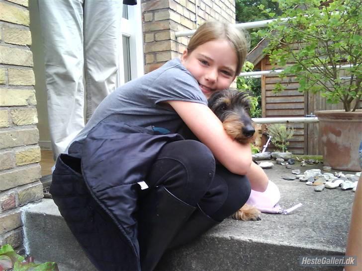 Gravhund Hannibal <3 - 2009) Tjaah, elsker ham så meget, at jeg bliver nødt til at kramme ham ekstra meget d; billede 10