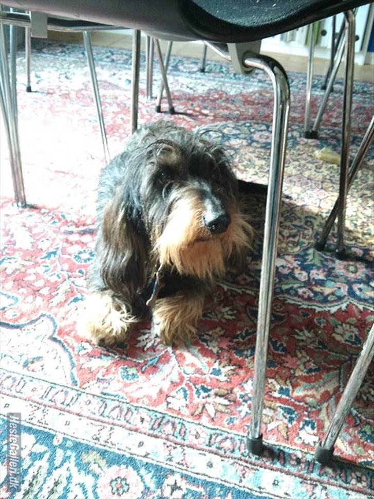 Gravhund Hannibal <3 - 2010) Nuttet?d; billede 11