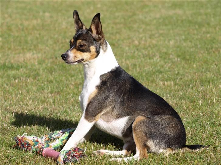 Dansk svensk gaardhund fenja billede 16