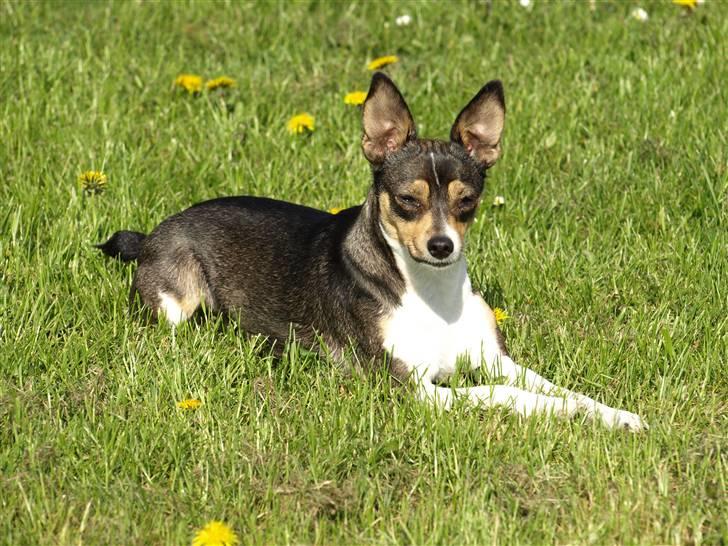 Dansk svensk gaardhund fenja billede 17