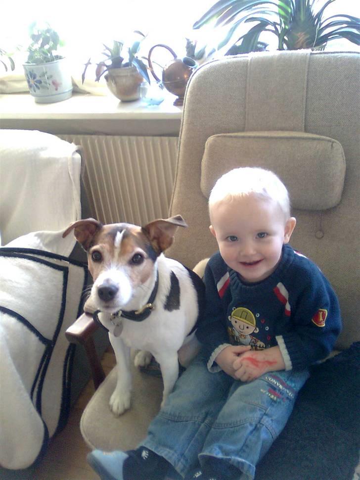 Jack russell terrier | Ubjergs Asterix  - Min lillebror og Asterix :)  billede 13