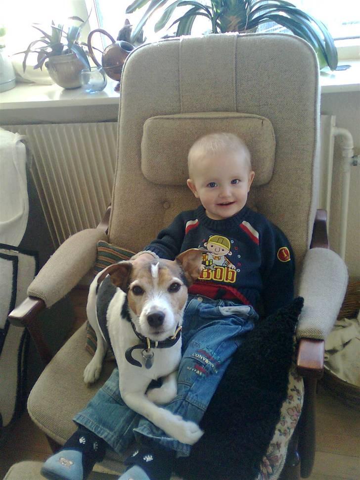 Jack russell terrier | Ubjergs Asterix  billede 14