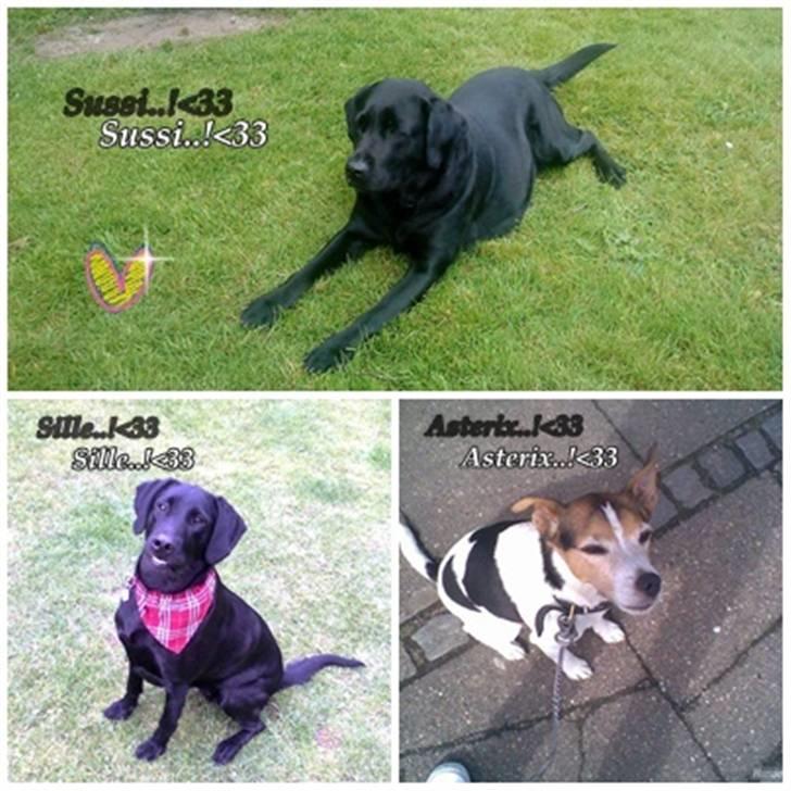 Jack russell terrier | Ubjergs Asterix  billede 15