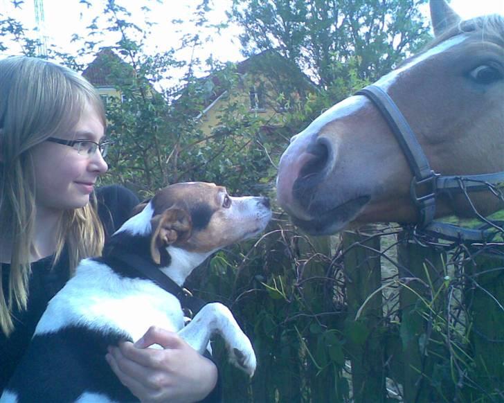 Jack russell terrier | Ubjergs Asterix  - Asterix hilser på Buster <3 :) billede 16