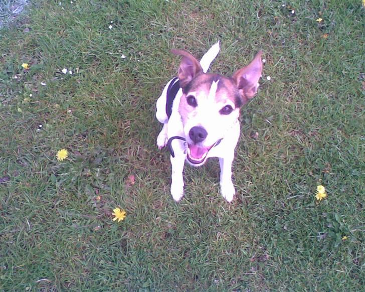 Jack russell terrier | Ubjergs Asterix  billede 17