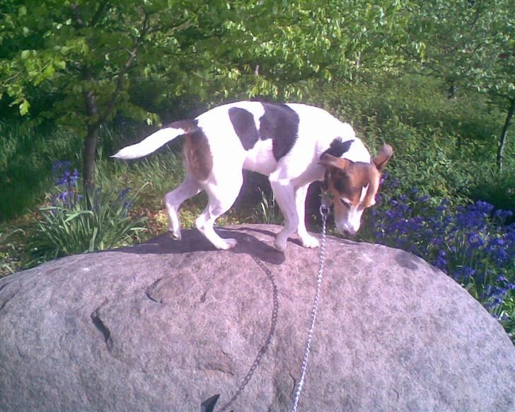 Jack russell terrier | Ubjergs Asterix  - Asterix er kommet op på en stor sten, så han skal lige se hvad det er. Hans første gang på en stor sten :)  billede 19