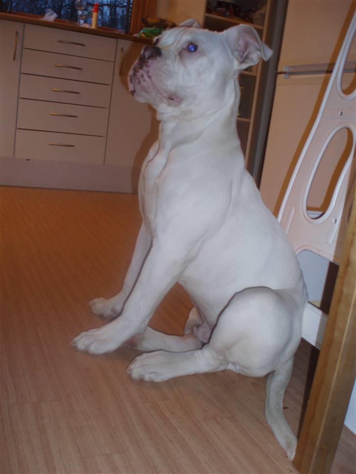 Amerikansk bulldog Abo`s Jens Banke billede 8